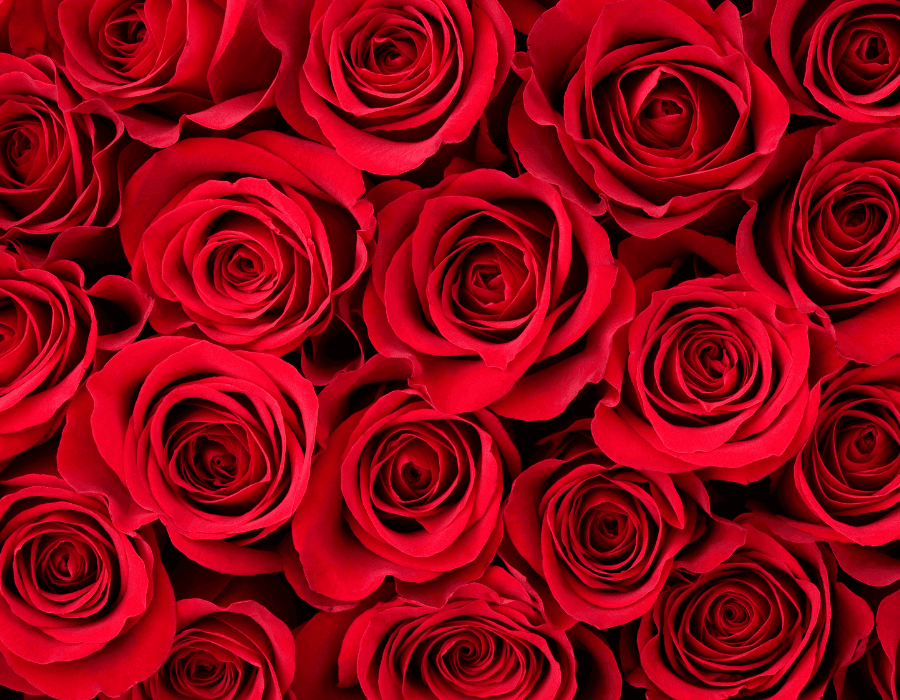 A dense arrangement of vibrant red roses.
