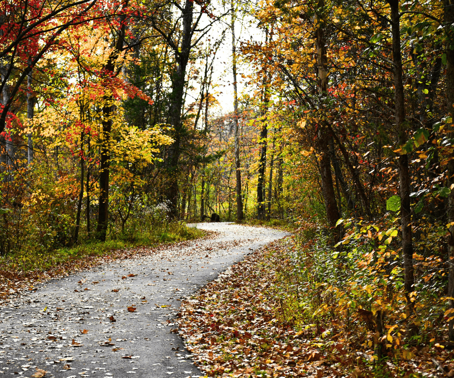 A winding pathway surrounded by vibrant autumn foliage.